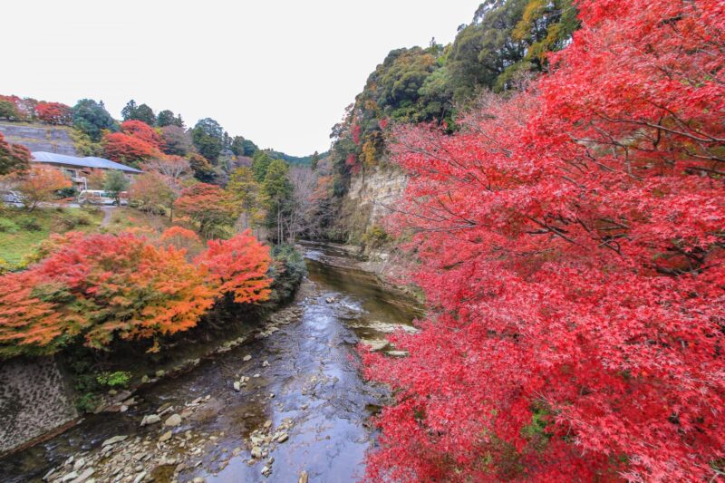 養老渓谷の回り方｜粟又の滝・遊歩道を目的別に考えるアクセスと規制確認