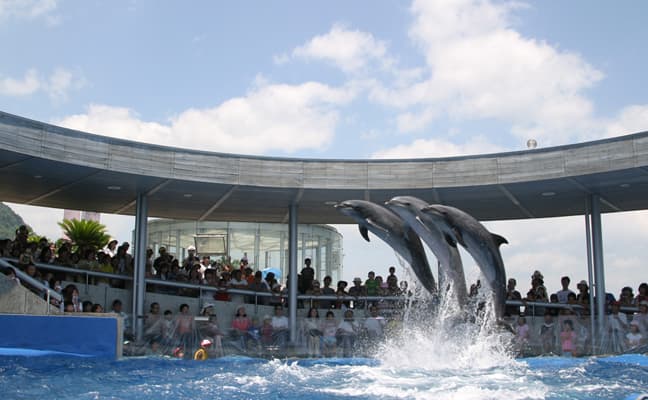 大分マリーンパレス水族館「うみたまご」の見どころガイド