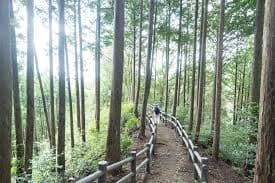姫野々城跡の見どころは？歴史・遺構・アクセスを紹介