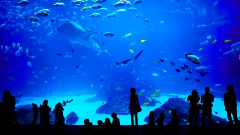 島根県立宍道湖自然館ゴビウスの見どころと楽しみ方