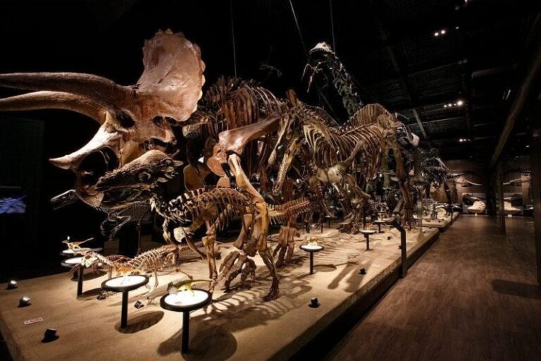 御船町恐竜博物館の見どころ・料金・アクセスガイド
