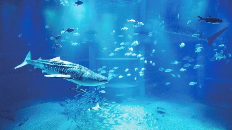 海遊館の所要時間は約2時間が目安｜入館時間・予約・アクセスを確認
