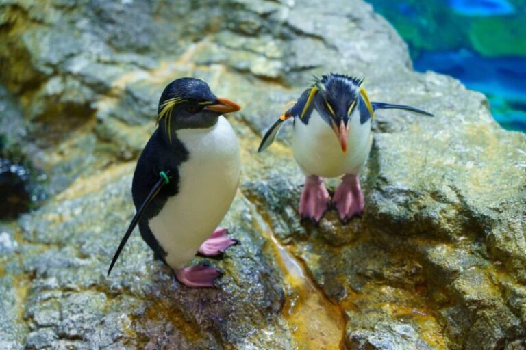 長崎ペンギン水族館の見どころ・料金・アクセスガイド