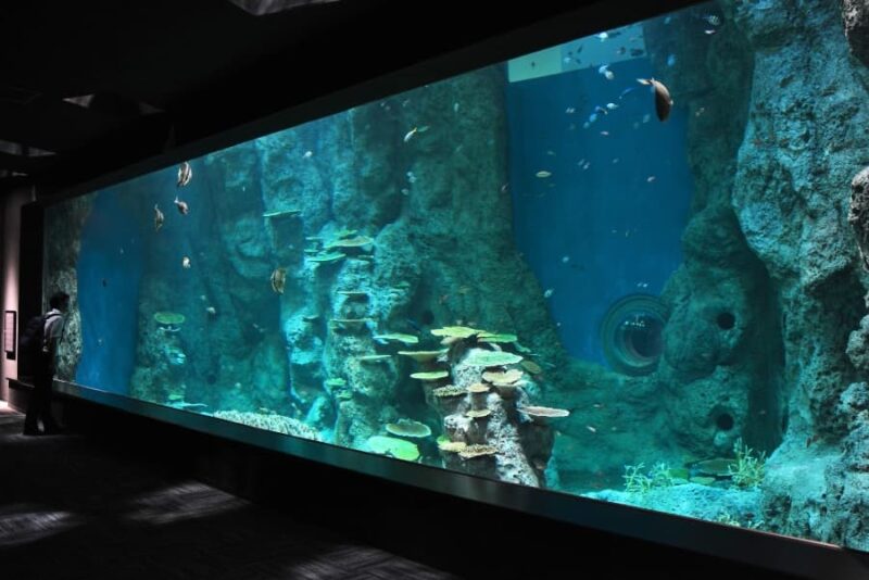 高知県立足摺海洋館 SATOUMIの見どころ・料金・アクセス